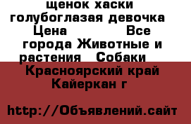 щенок хаски  голубоглазая девочка › Цена ­ 12 000 - Все города Животные и растения » Собаки   . Красноярский край,Кайеркан г.